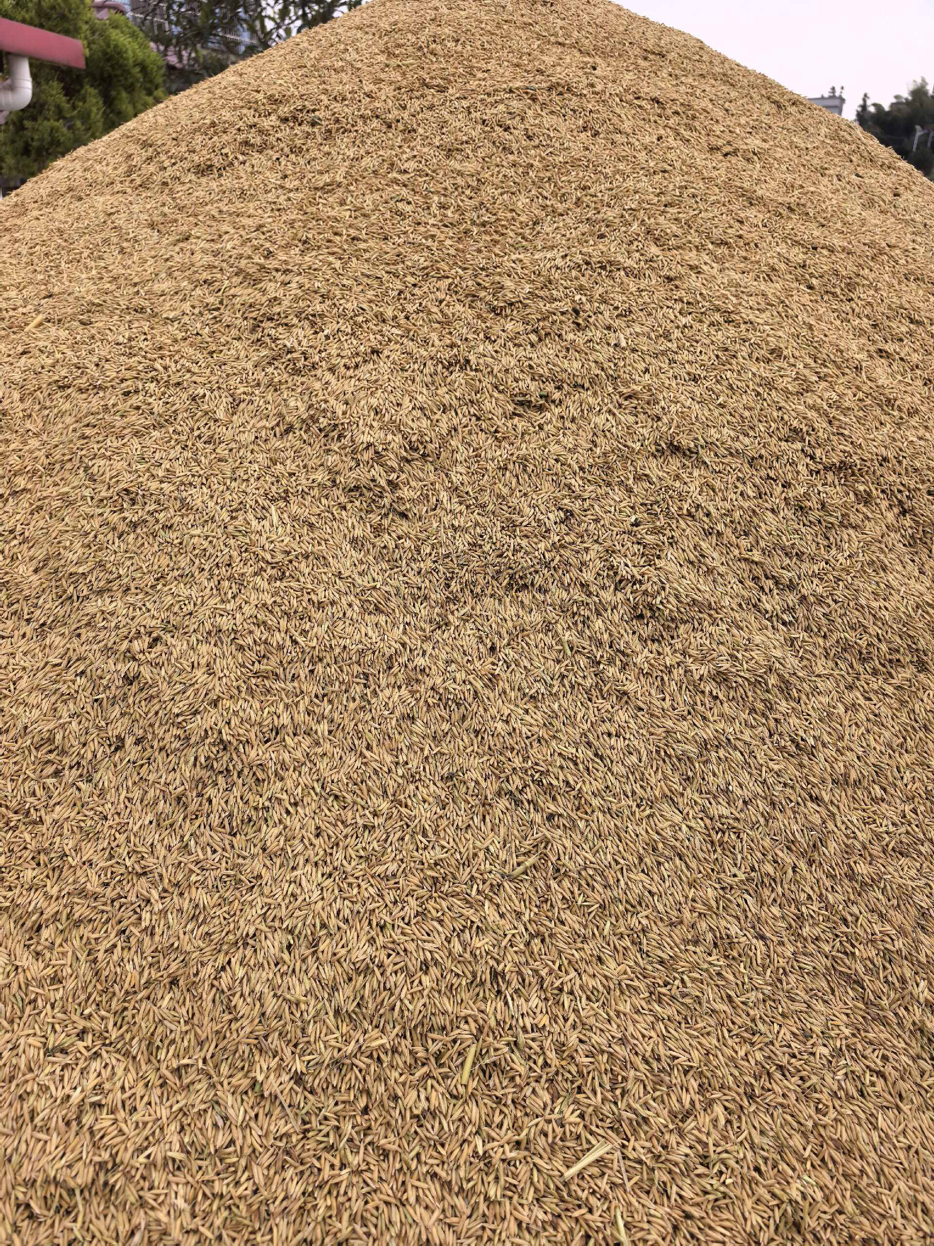 泰优553，货亮价美