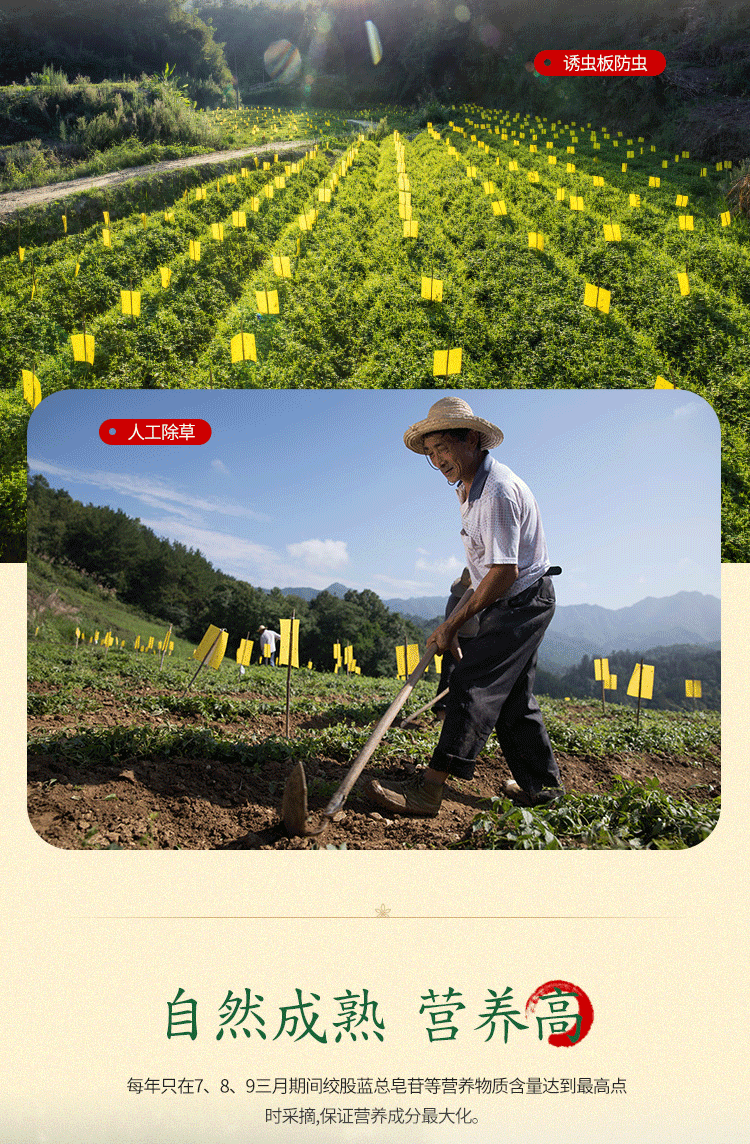 平利绞股蓝龙须茶统货（有机种植）