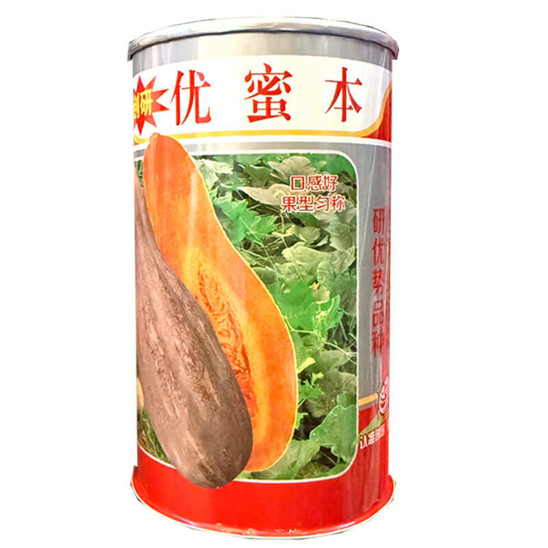优蜜本南瓜种子中熟蜜本南瓜种籽果面有腊粉有棱沟果型匀称