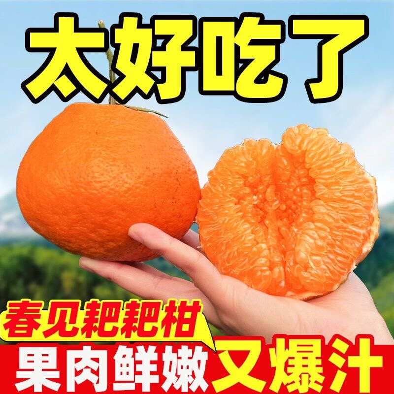 【正品】四川耙耙柑当季新鲜水果【超好吃】春见耙耙柑现摘