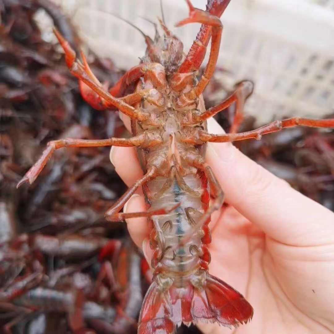 水花龙虾苗，基地直销，品质保障，欢迎新老客户下单购买