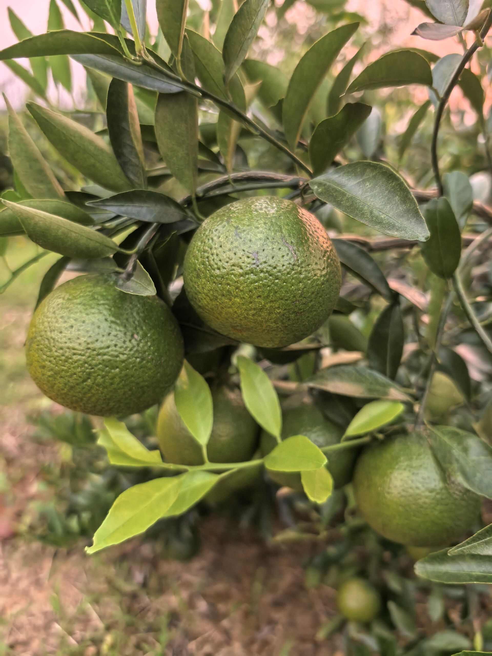 新会柑鲜果，新会柑陈皮。