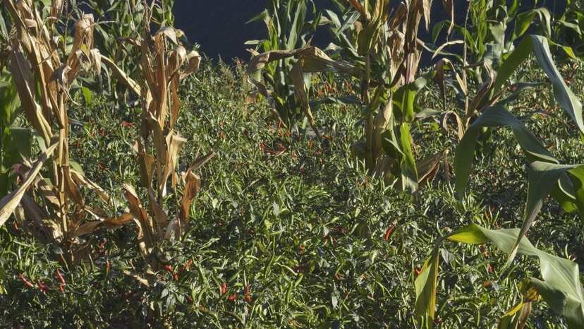 我们的小米辣，个小色红、辣劲十足，产自优质种植基地，天然种植