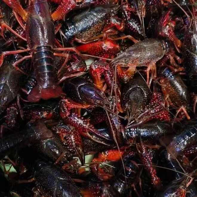 水花龙虾苗，基地直销，品质保障，欢迎新老客户下单购买