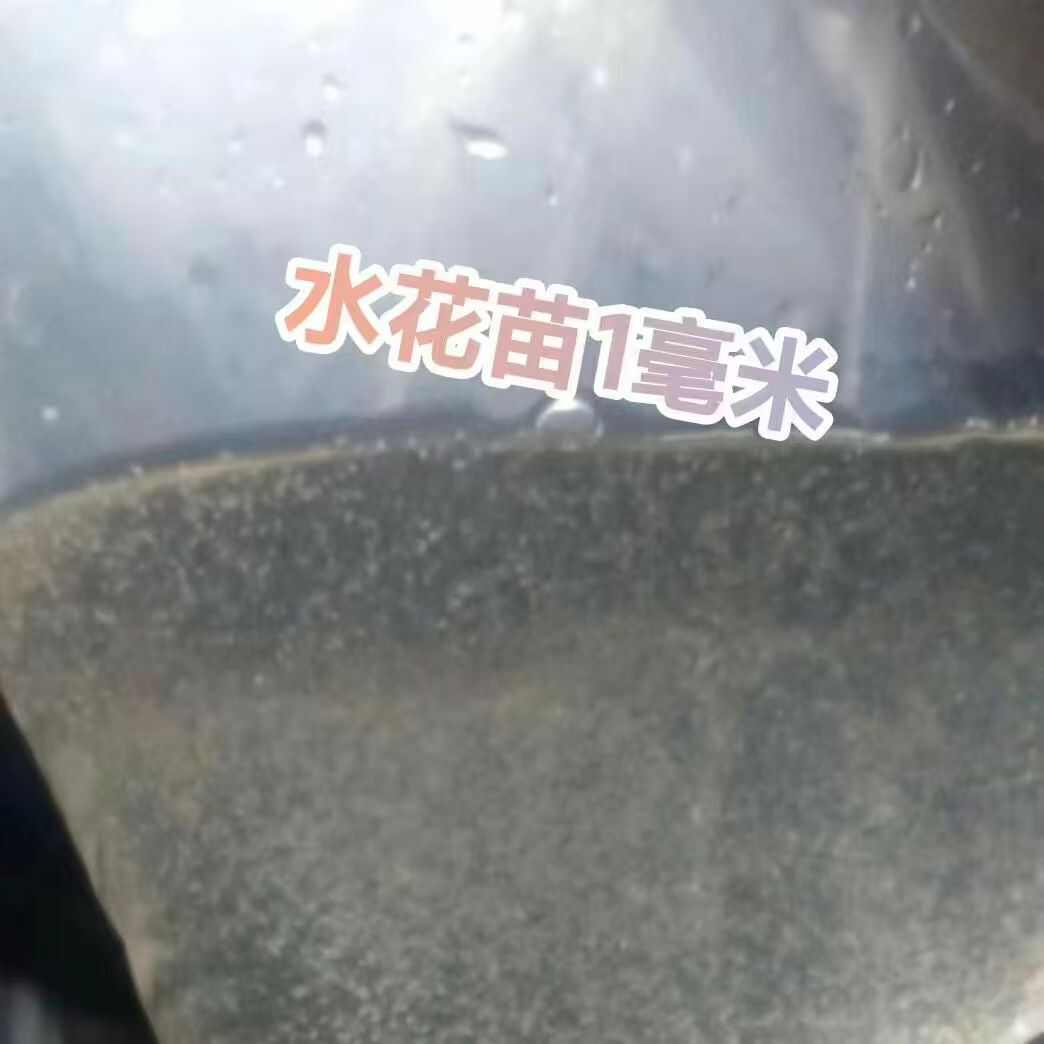 水花龙虾苗，基地直销，品质保障，欢迎新老客户下单购买