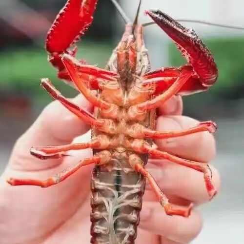 水花龙虾苗，基地直销，品质保障，欢迎新老客户下单购买