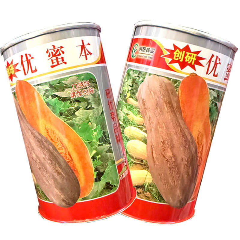 优蜜本南瓜种子中熟蜜本南瓜种籽果面有腊粉有棱沟果型匀称