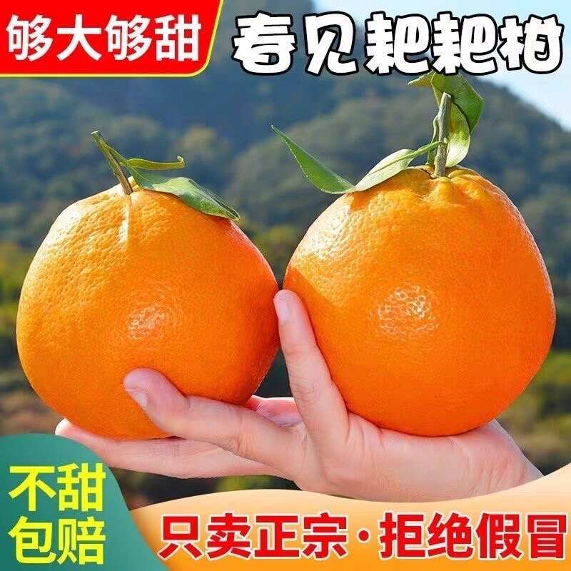 【四川爆汁耙耙柑】春见柑橘 当季新鲜水果 皮薄易剥 清甜无籽