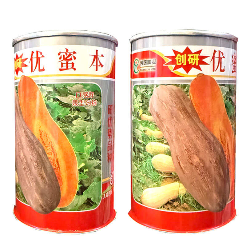优蜜本南瓜种子中熟蜜本南瓜种籽果面有腊粉有棱沟果型匀称