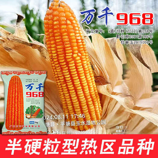贵阳万千968热区玉米种子