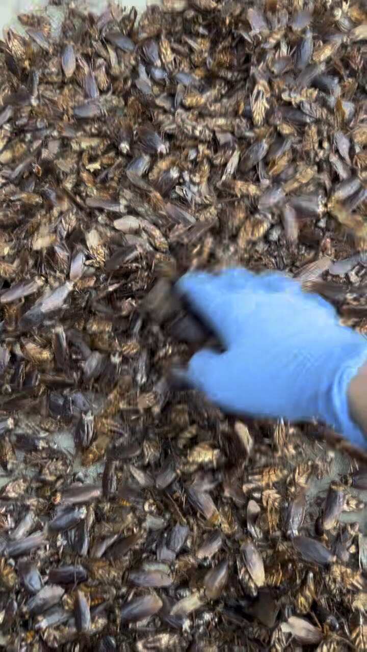 美洲大蠊干品 蟑螂干 打粉干品 烘干机 烘干