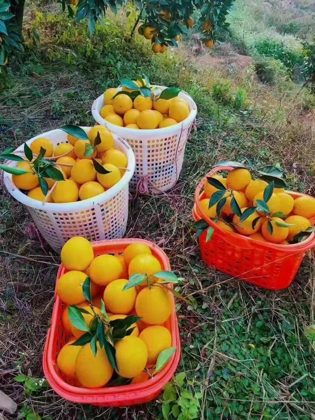江西赣南脐橙寻乌产区 新鲜采摘对接市场社区团购电商平台批发