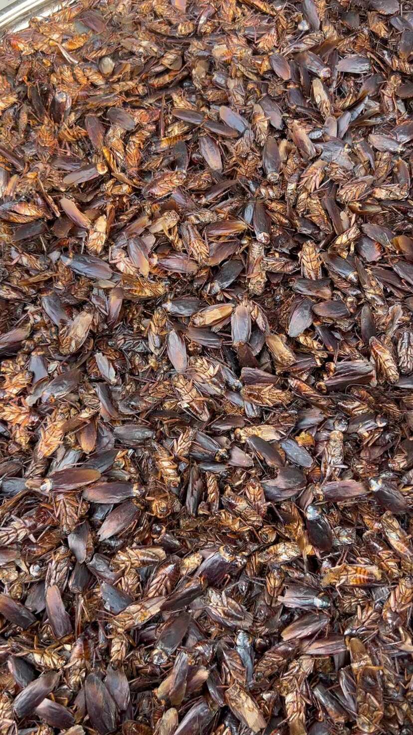 美洲大蠊干品 蟑螂干 打粉干品 烘干机 烘干