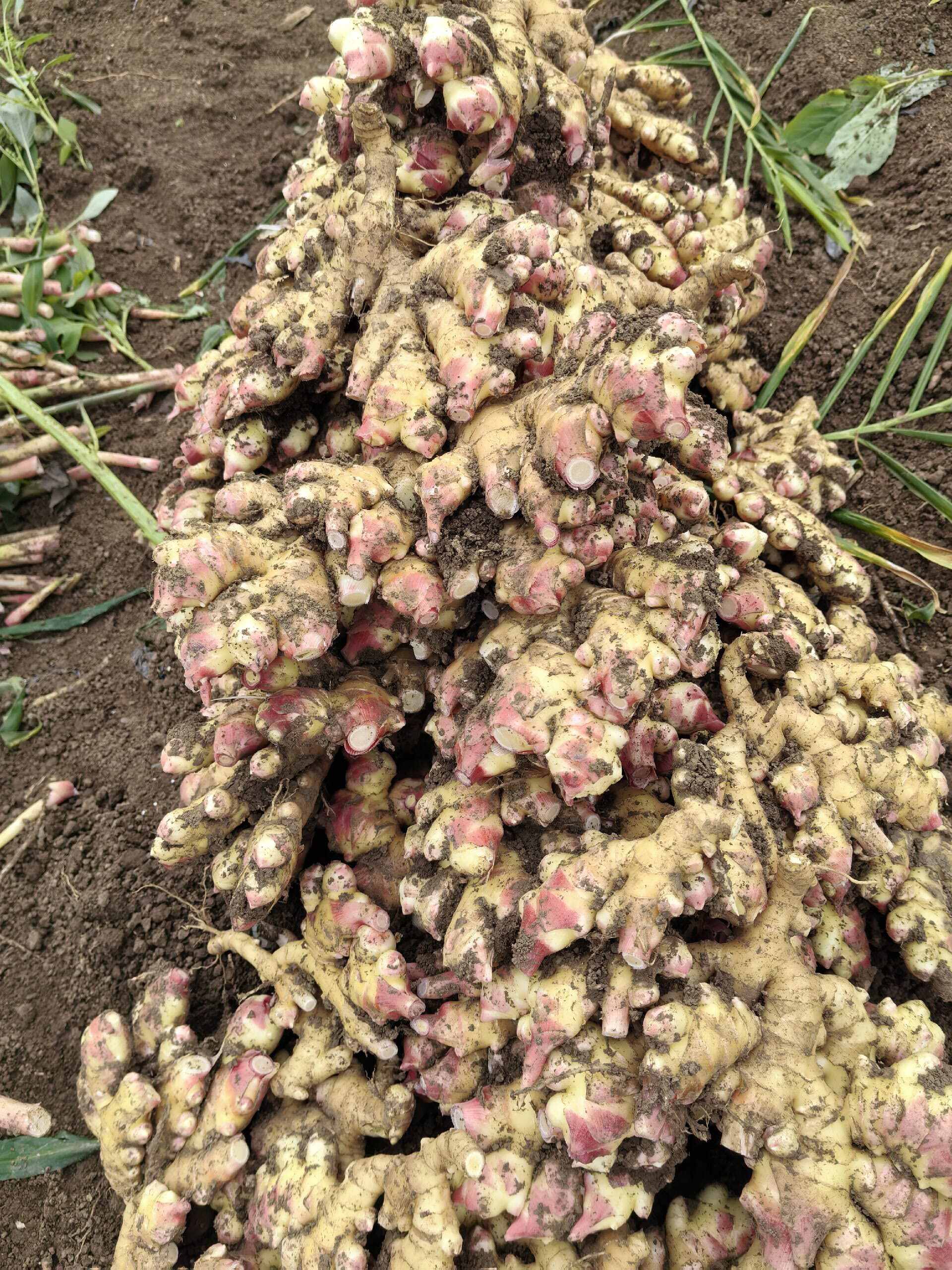 贵州黄果树二黄姜