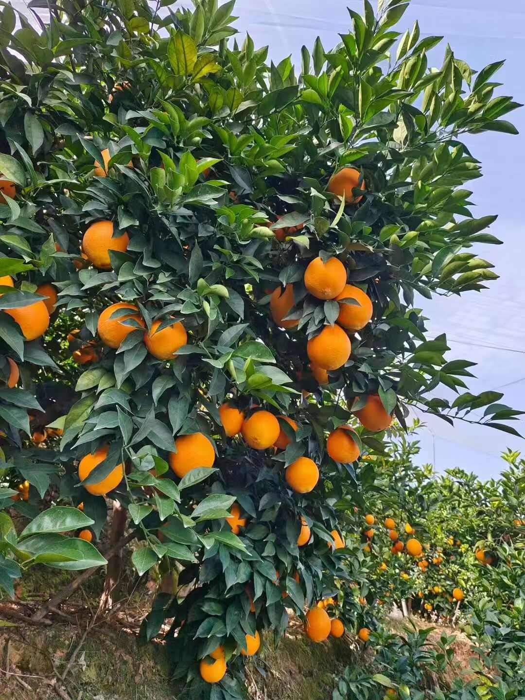 江西赣南脐橙寻乌产区 新鲜采摘对接市场社区团购电商平台批发