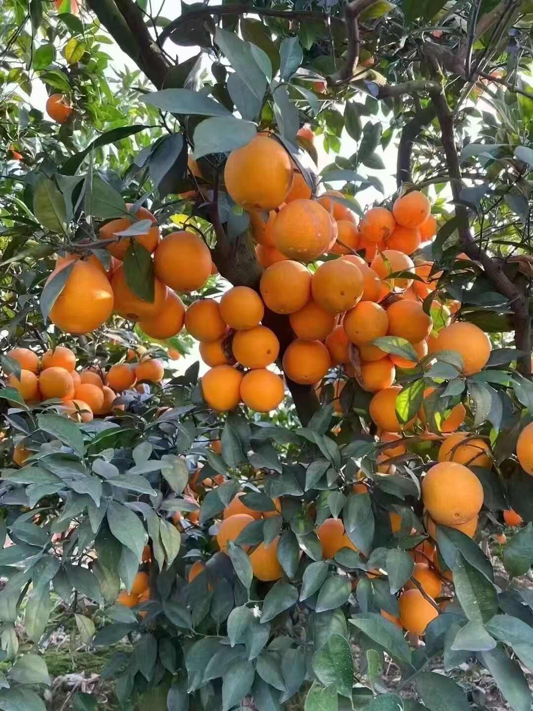 江西赣南脐橙寻乌产区 新鲜采摘对接市场社区团购电商平台批发