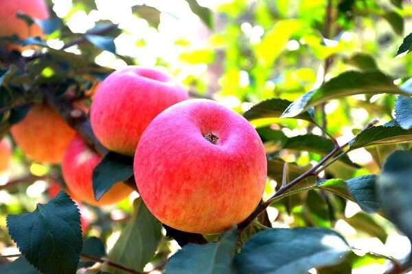 榆林山地有机红富士·精品礼盒装