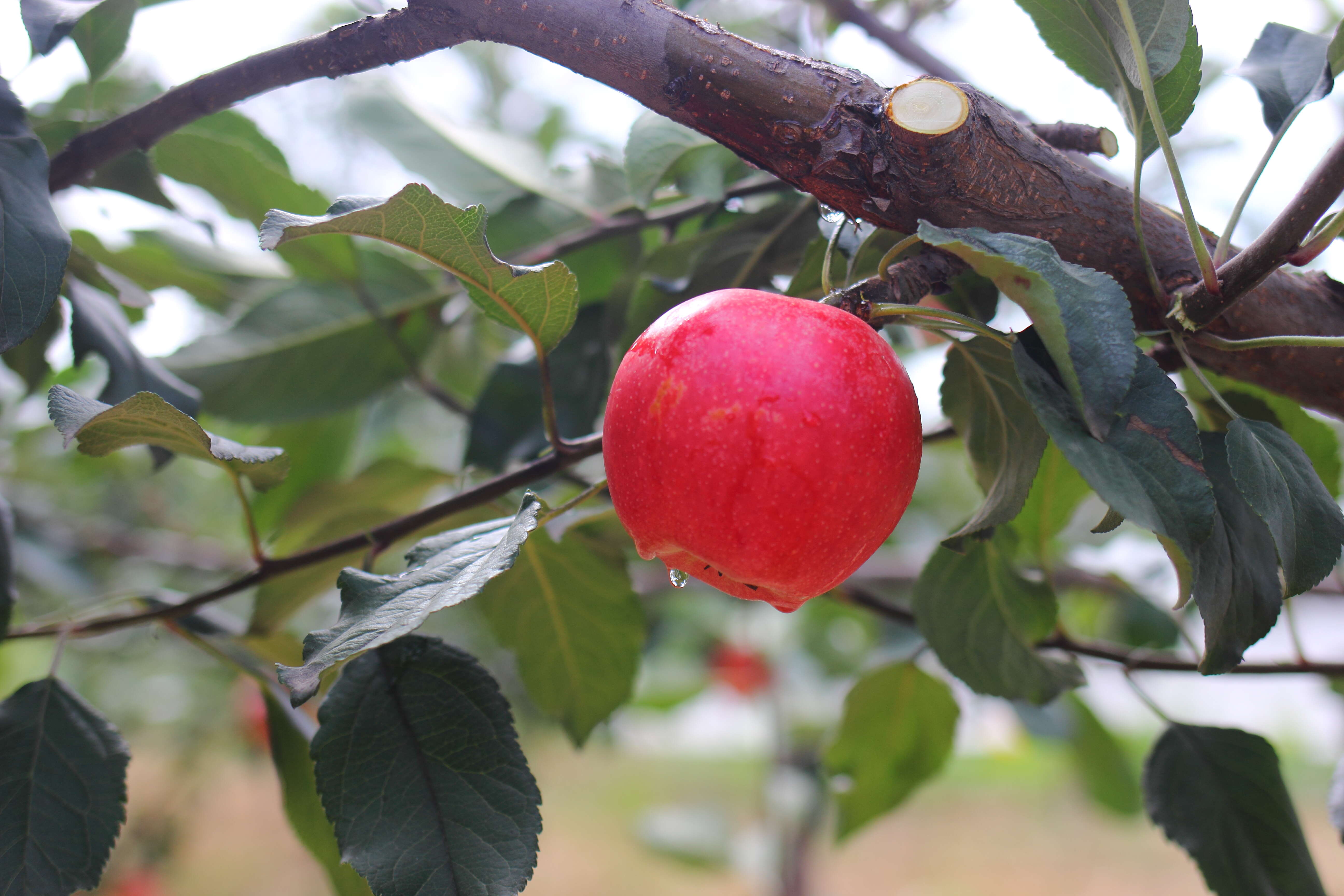 榆林山地有机红富士·精品礼盒装