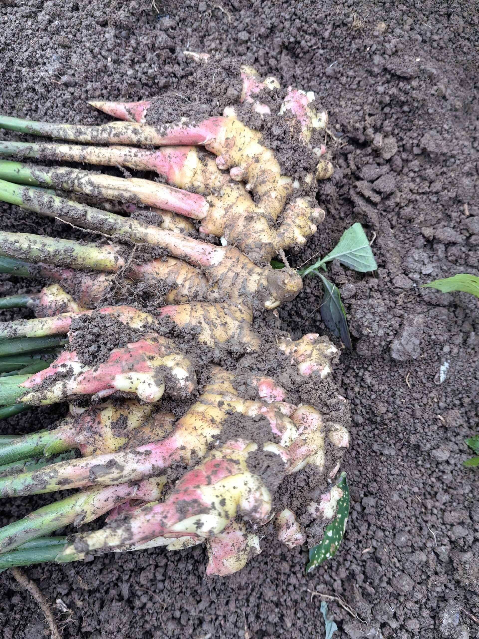 贵州黄果树二黄姜