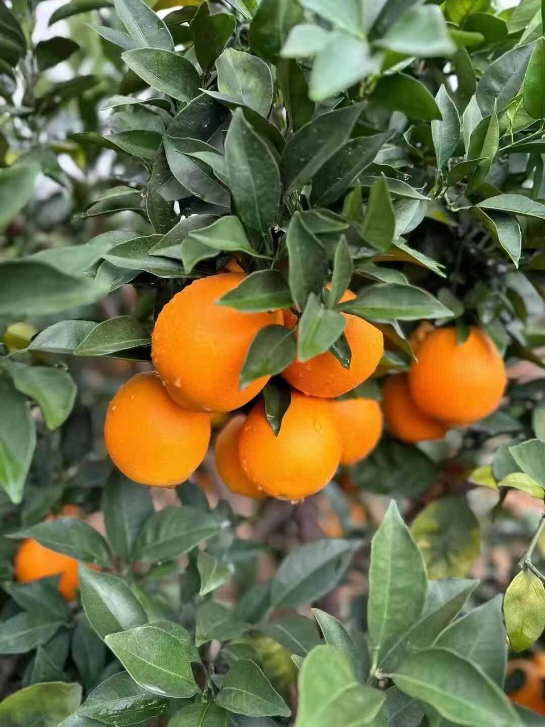 江西赣南脐橙寻乌产区 新鲜采摘对接市场社区团购电商平台批发