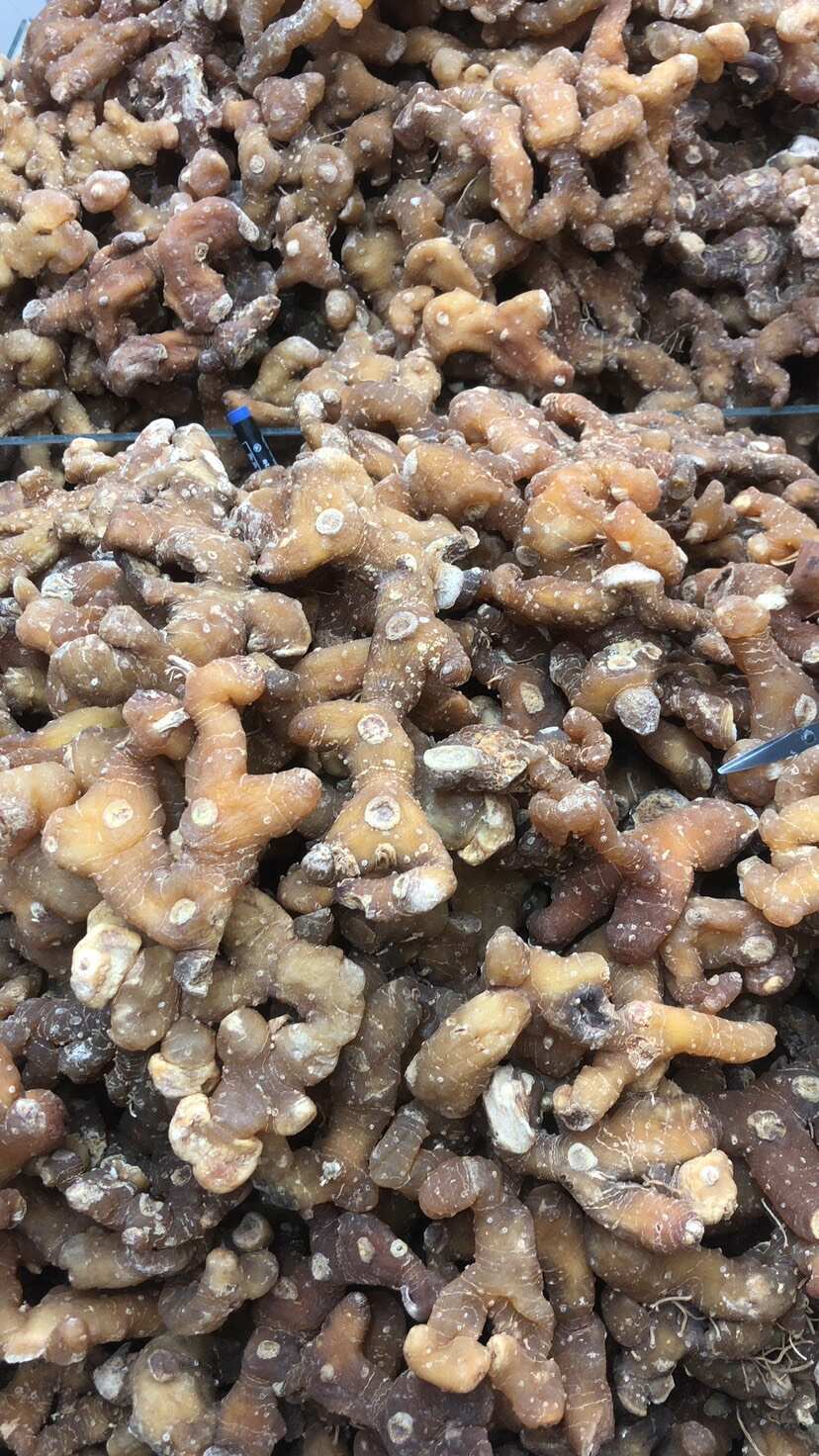 中药材黄精甜黄精蒸过一次的精选包邮