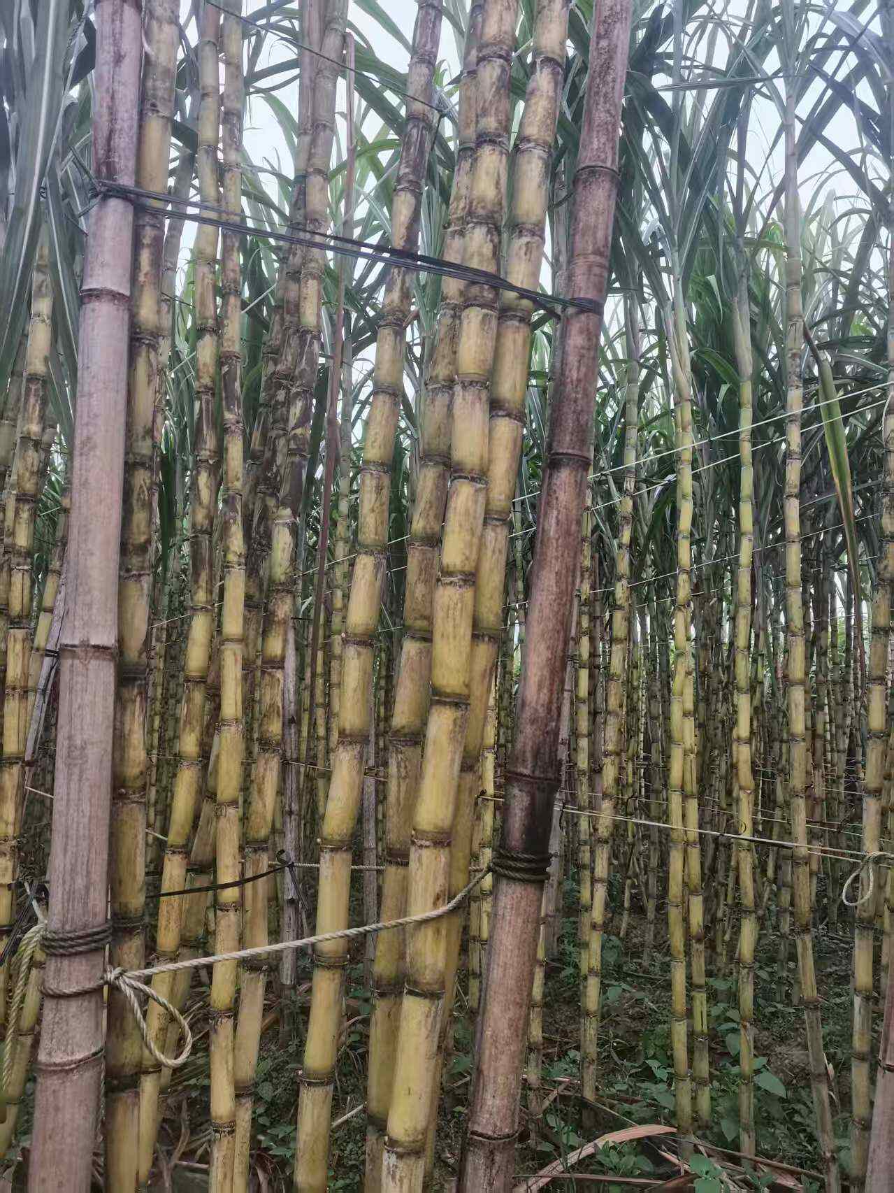 广西黄皮甘蔗 现砍现发 协助找车 全国发货