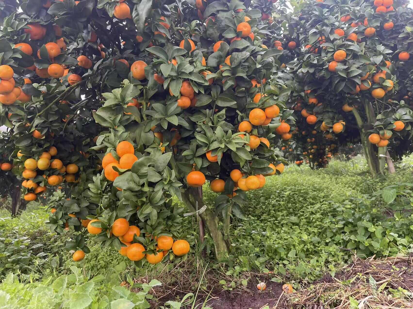 【2025新上市】金秋砂糖橘现摘现发农户直发大量上市批发