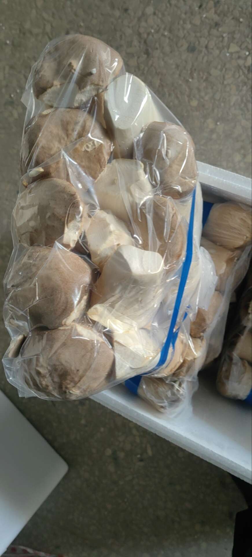 杏鲍菇 杏鲍菇基地直供 新鲜采摘 量大从优