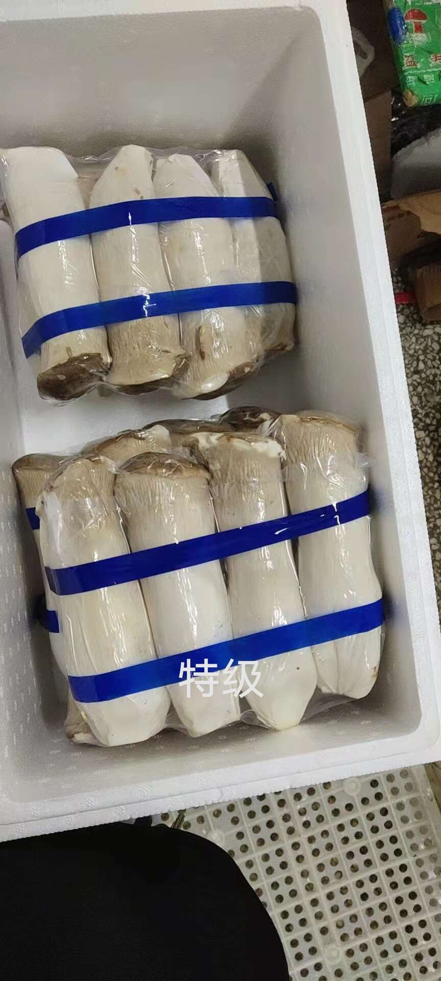 杏鲍菇 杏鲍菇基地直供 新鲜采摘 量大从优