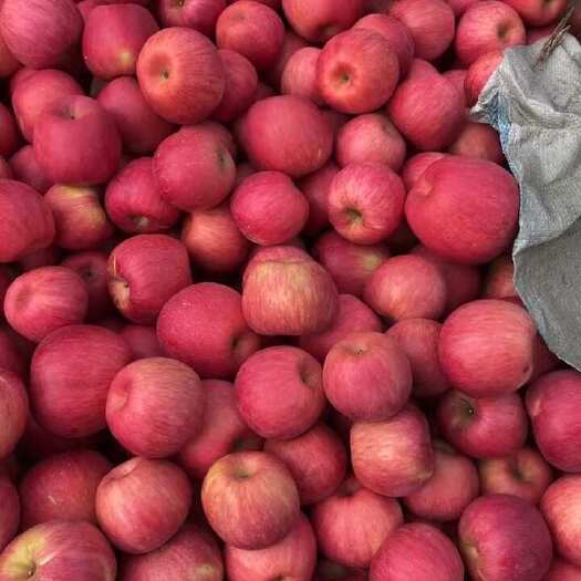 大连大量出售自家寒富苹果
