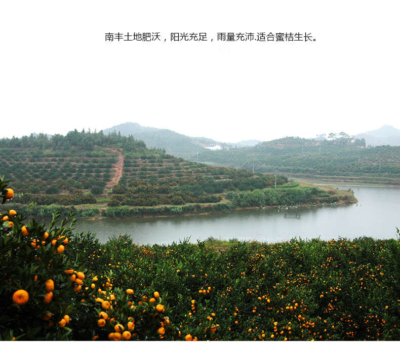 江西南丰蜜桔蜜广金秋砂糖橘砂糖桔沙糖橘新鲜水果小蜜橘小桔子