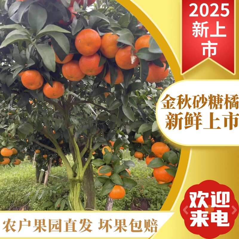 【2025新上市】金秋砂糖橘现摘现发农户直发大量上市批发