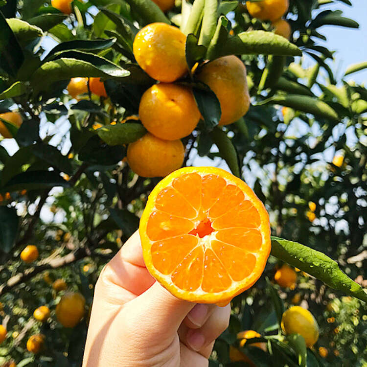 江西南丰蜜桔蜜广金秋砂糖橘砂糖桔沙糖橘新鲜水果小蜜橘小桔子