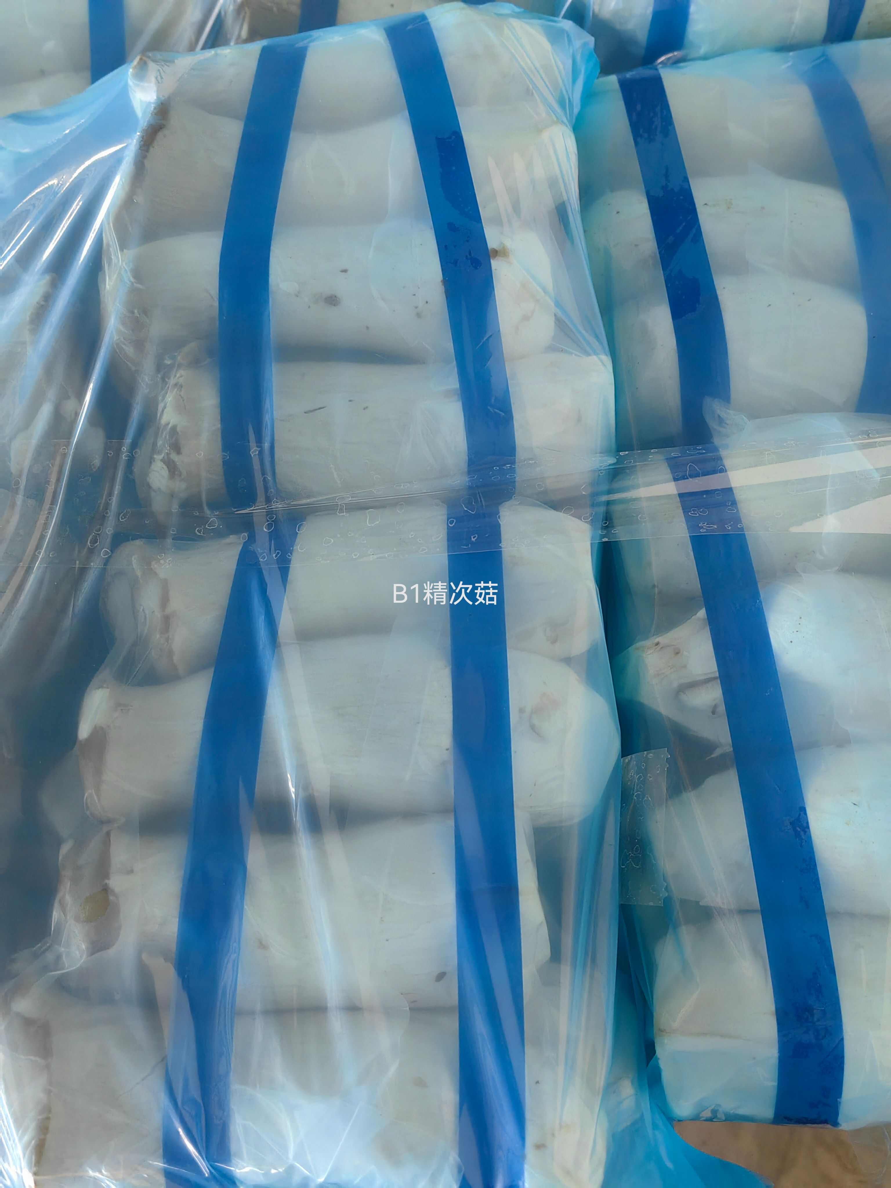 杏鲍菇 杏鲍菇基地直供 新鲜采摘 量大从优