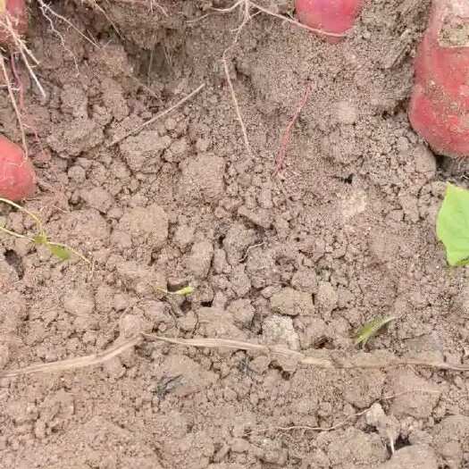 遂溪县西瓜红电商摆摊一级货