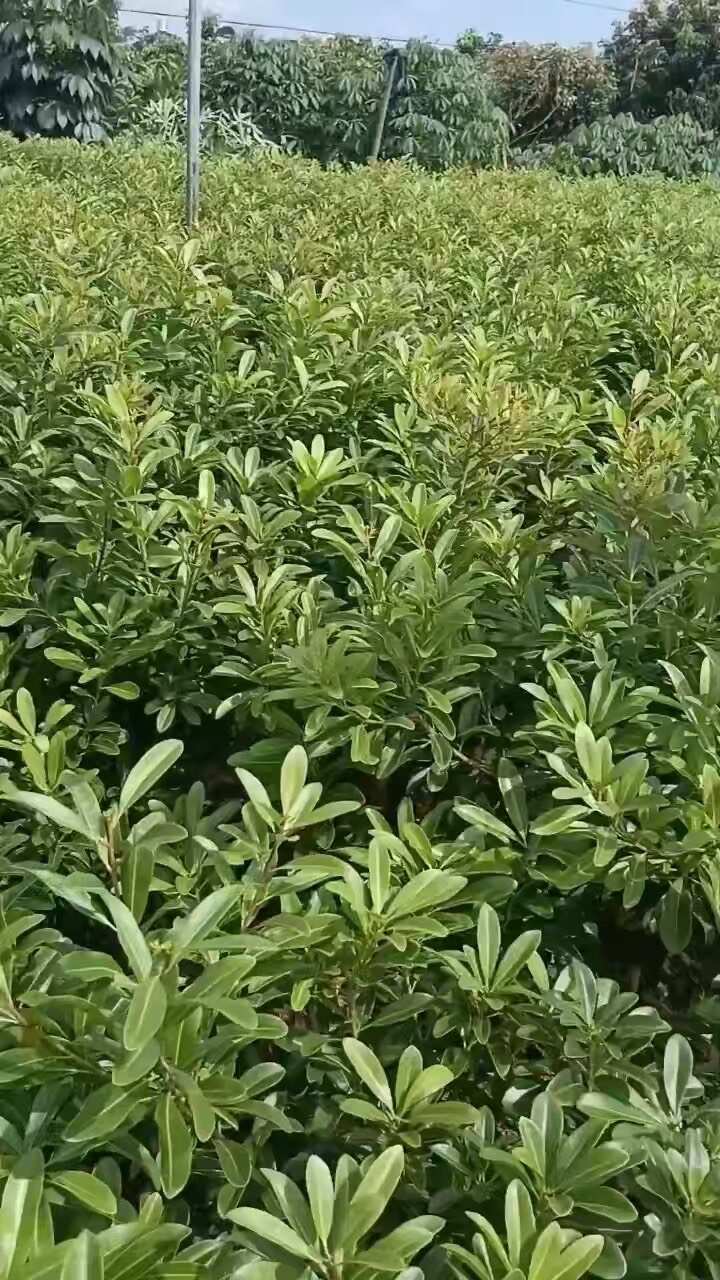 东魁杨梅，黑炭杨梅，正月早熟杨梅树苗，有现货，各种规格都有