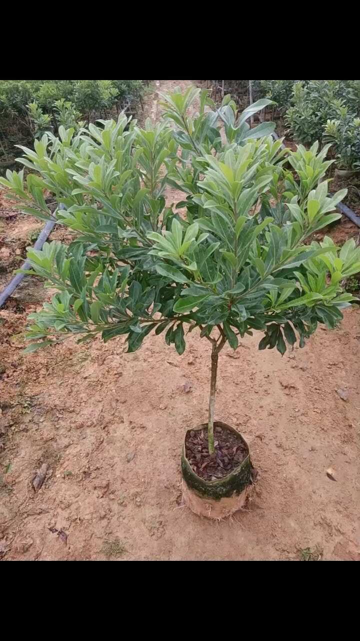 东魁杨梅，黑炭杨梅，正月早熟杨梅树苗，有现货，各种规格都有