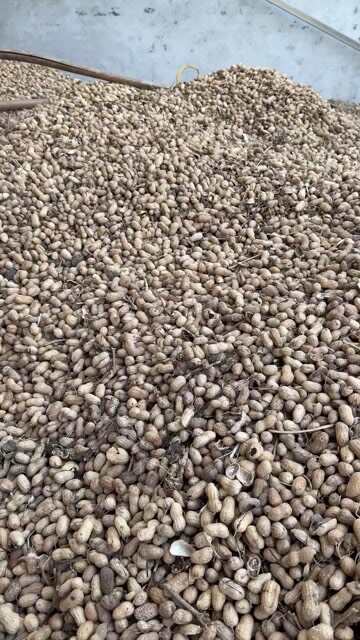 项城市白沙罗汉果，出油率高粒大饱满！