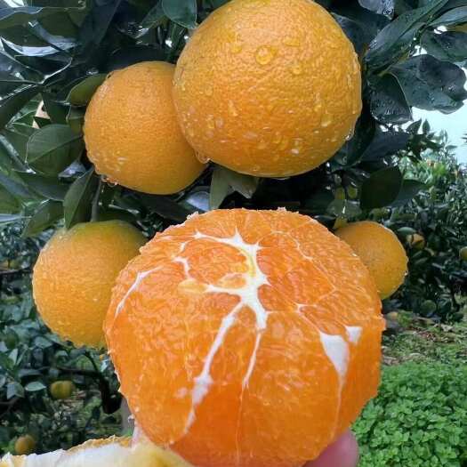 秭归县宜昌秭归正宗九月红脐橙