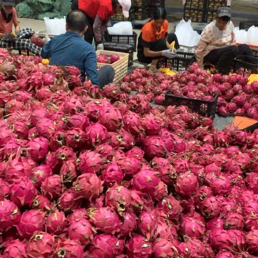 遂溪县金都火龙果 广东湛江遂溪产地直发