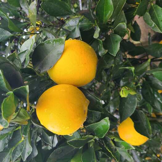 芷江县冰糖橙，芷江冰糖橙，麻阳冰糖橙