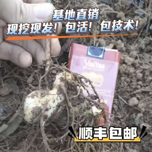 富源县云南滇黄精种苗 中红花大绿花节节高苗老虎姜多花高杆不倒苗