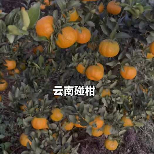 元江县云南元江碰柑纯甜口感好新鲜多汁