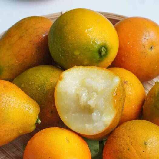 融安县融安滑皮金桔一件代发基地直发广西特产批发社区团购新鲜现摘