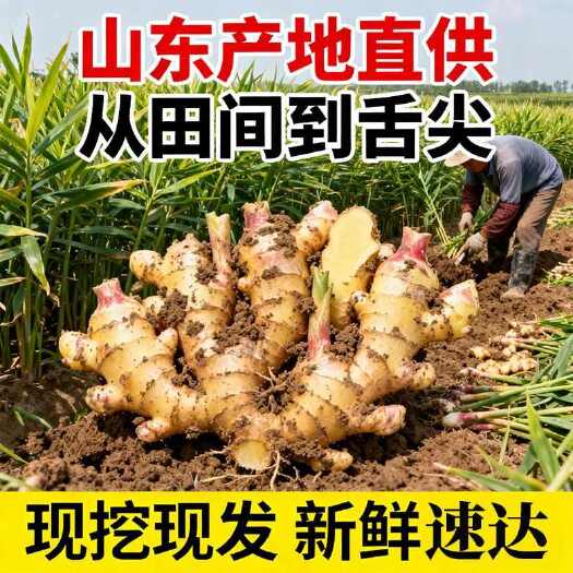 昌邑市山东生姜产地 大黄姜 面姜现挖新鲜生鲜农家基地种植