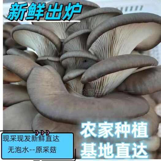 新沂市新鲜平菇蘑菇现摘秀珍菇菇农糙皮黑牡丹食用菌现摘现发火锅