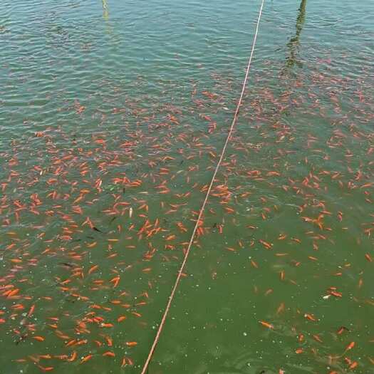 中山市红草鲫 草金鱼 饲料鱼