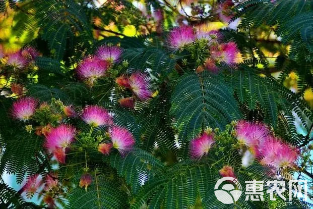 红花合欢种子又名绒花树种籽观赏红花四季易种阳台盆栽银合欢种子