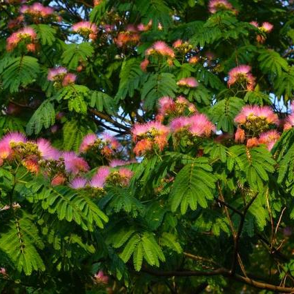 红花合欢种子又名绒花树种籽观赏红花四季易种阳台盆栽银合欢种子