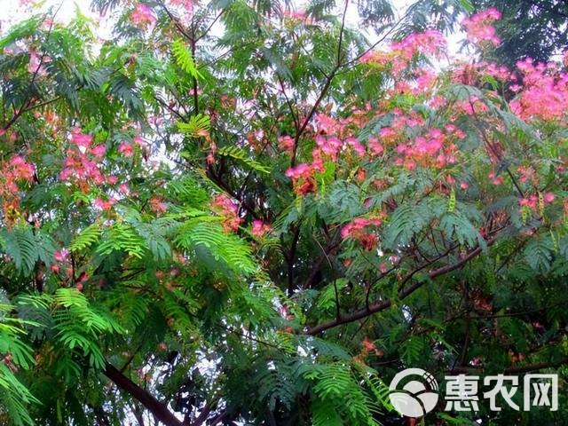 红花合欢种子又名绒花树种籽观赏红花四季易种阳台盆栽银合欢种子